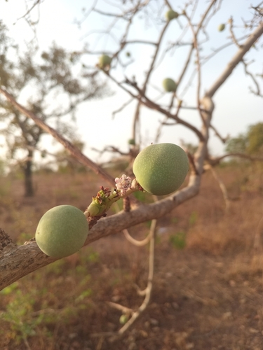 marula