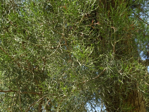 sandarac tree (Tetraclinis articulata)