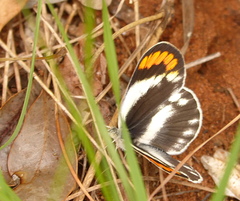 Colotis euippe