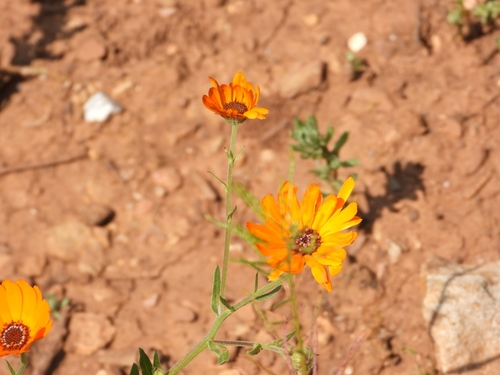 Calendula stellata (Calendula stellata)