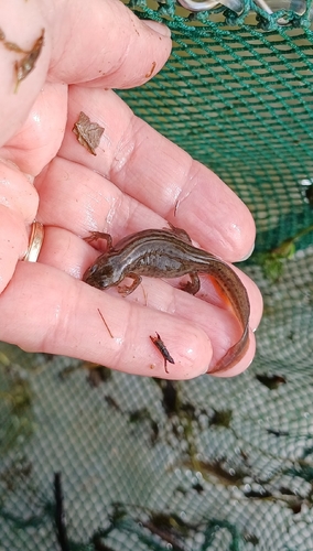 Greek Newt