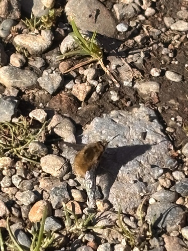 Unknown species found near S Wapato St, Tacoma, WA, US