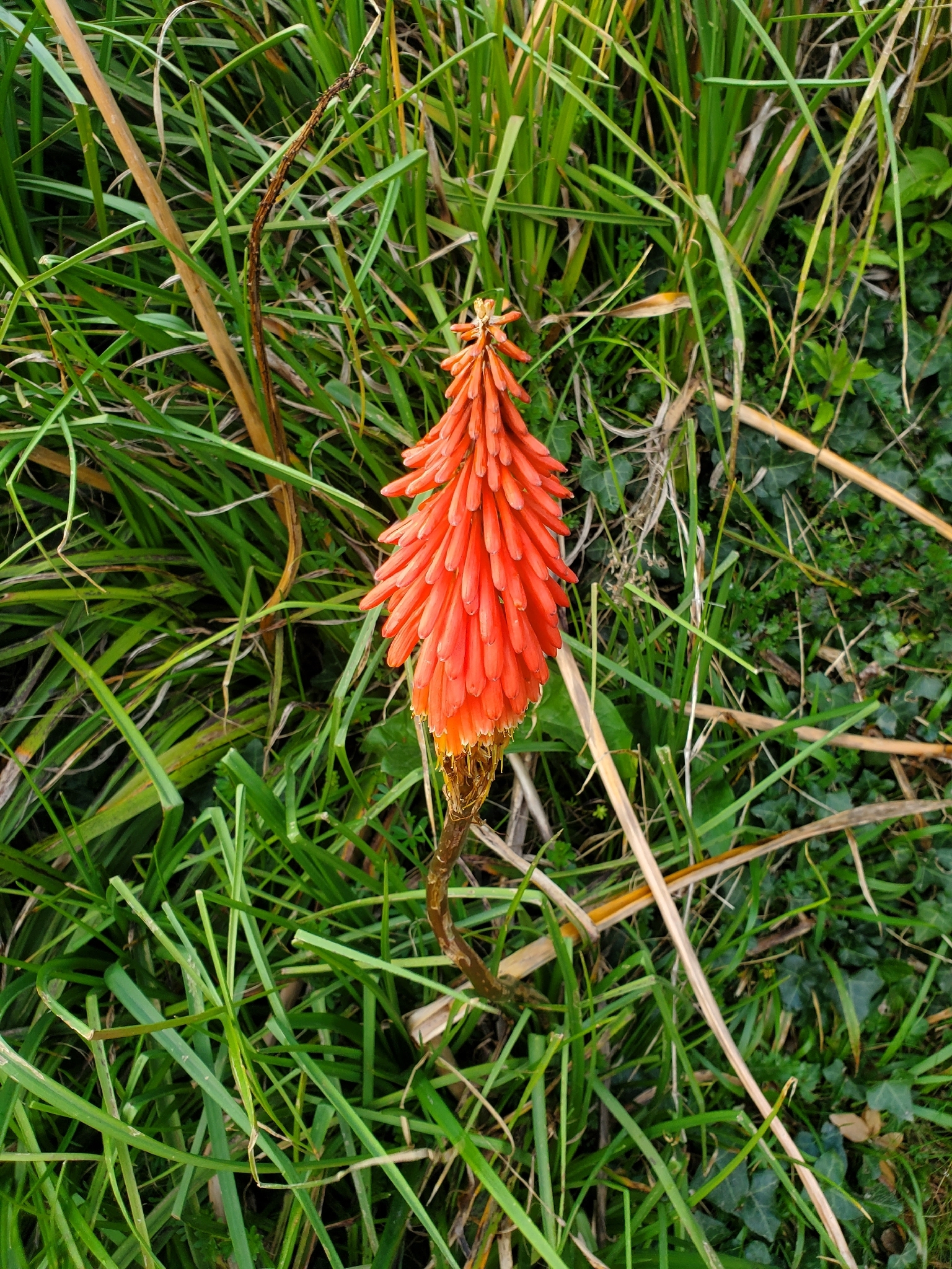 Red Hot Poker (Kniphofia uvaria)