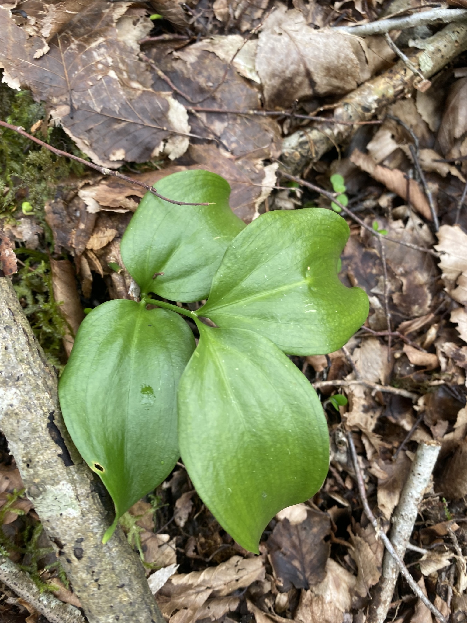 Ruscus colchicus
