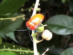 Calliphara imperialis