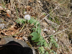 Hydrophyllum capitatum thompsonii
