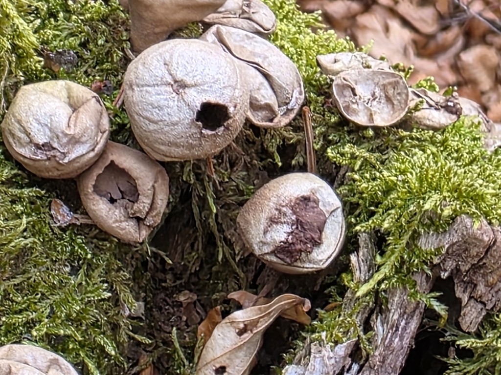 Apioperdon pyriforme · March 2026 · photo: © stephen6309 (iNaturalist, cc0)