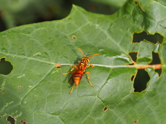 Polistes diabolicus