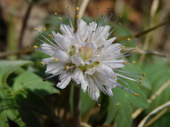Hydrophyllum capitatum thompsonii