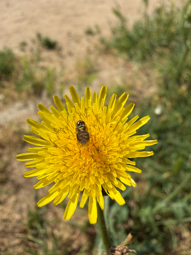 Unknown species found near Yosemite Dr, Los Angeles, CA, US