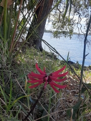 Erythrina herbacea image