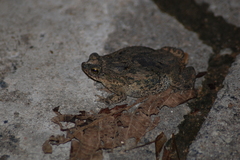 Rhinella mirandaribeiroi