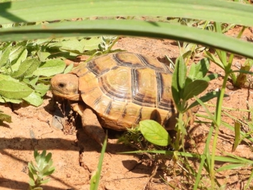 Testudo graeca