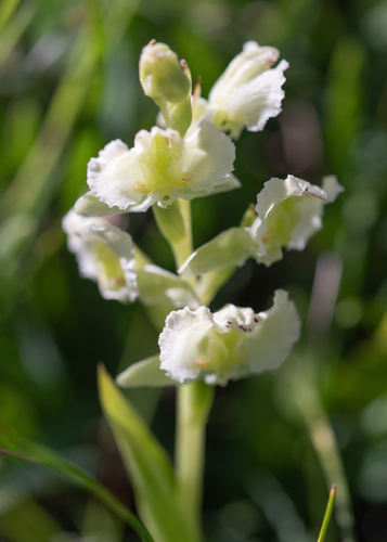 Wavy Bonnet (Pterygodium hastatum)