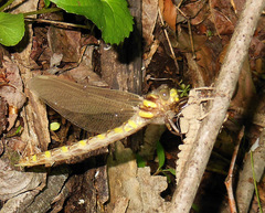 Cordulegaster erronea