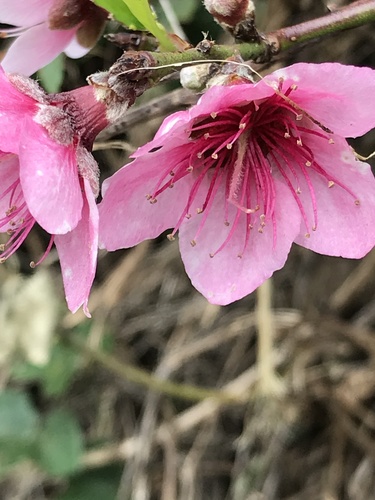 Prunus persica observed 2020-02-24