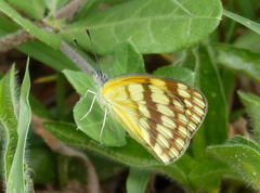 Colotis vesta