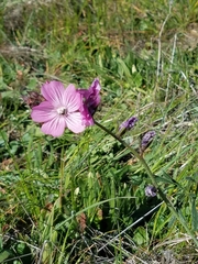 Sidalcea diploscypha