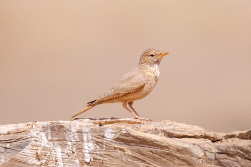 Desert Lark