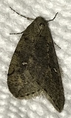 Paleacrita merriccata