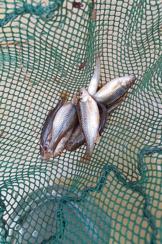 Black Sea Chub