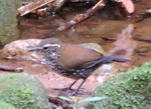 Sharp-tailed Streamcreeper