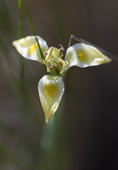 Moraea trifida, photograph (c) Morten Ross, some rights reserved (CC BY)