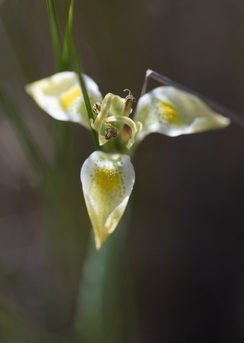 Moraea trifida, photograph 6
