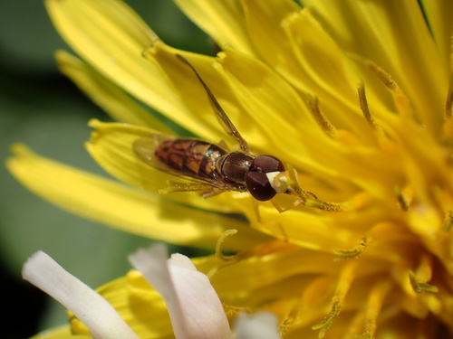 Unknown species found near University of Louisiana at Lafayette, Lafayette, LA, US