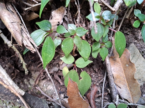 Pilea plataniflora, photograph 6