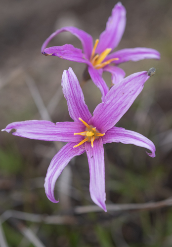 Small Monkeytail (Xerophyta viscosa)