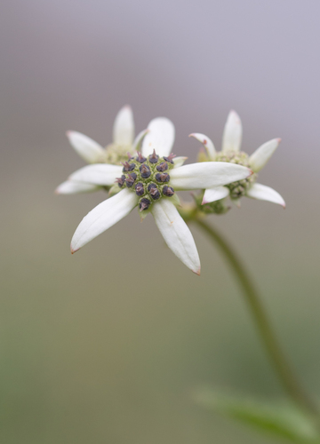Heartleaf Ministar (Alepidea cordifolia)