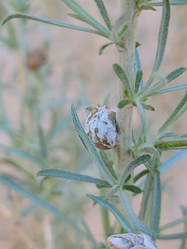 Unknown species found near Emery County, US-UT, US