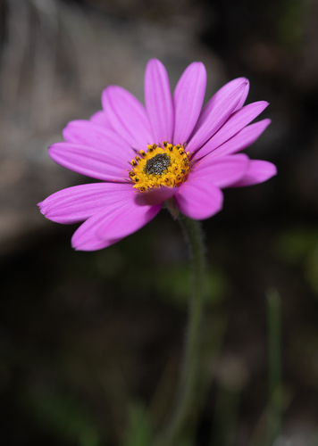 Delightful African Daisy (Dimorphotheca jucunda)