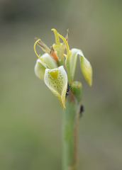 Moraea trifida, photograph (c) Morten Ross, some rights reserved (CC BY)