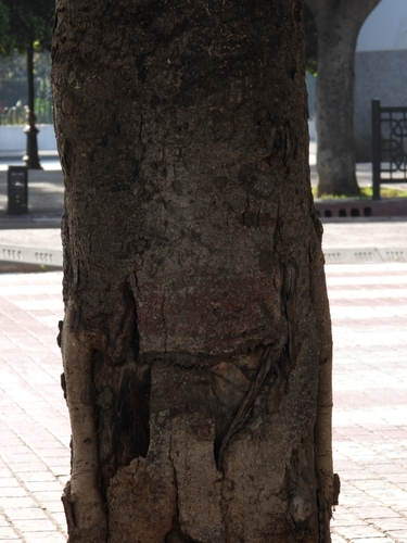 Chinese banyan (Ficus microcarpa)