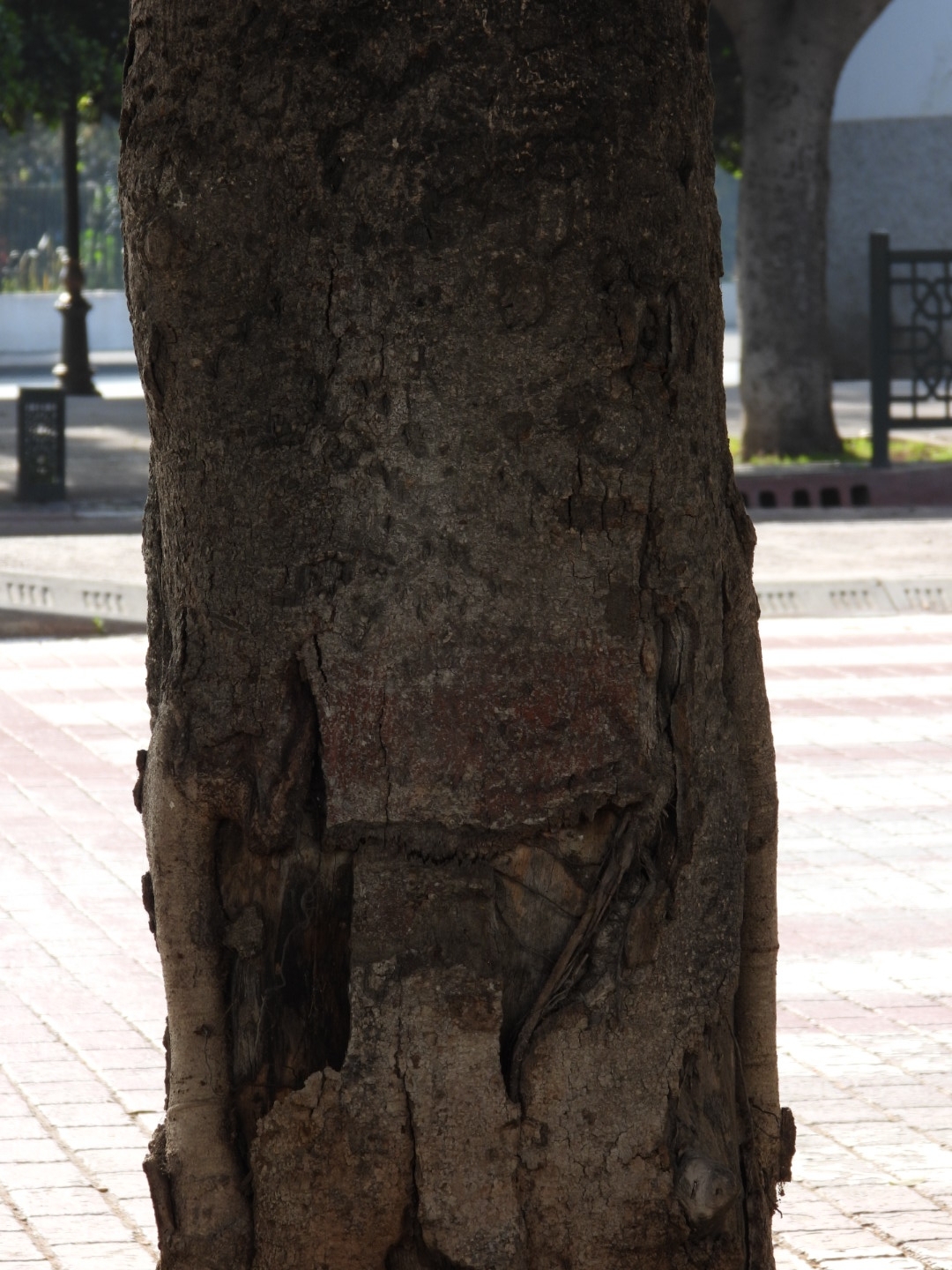 Chinese Banyan (Ficus microcarpa)