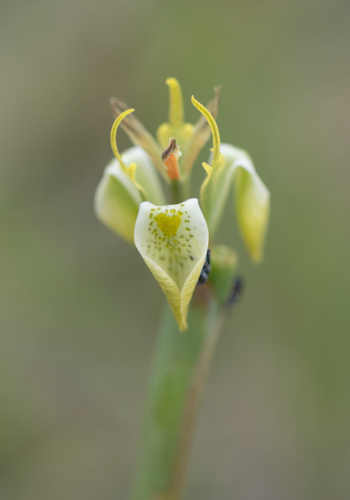 Moraea trifida, photograph 3