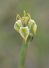 Moraea trifida