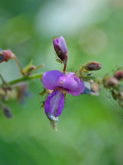 Desmodium obtusum