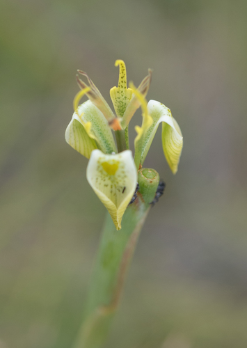 Moraea trifida, photograph 4