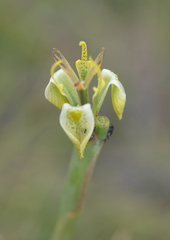 Moraea trifida, photograph (c) Morten Ross, some rights reserved (CC BY)