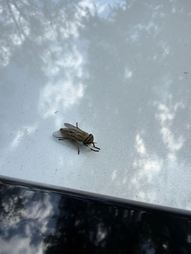 Unknown species found near Military Trail, Jupiter, FL, US