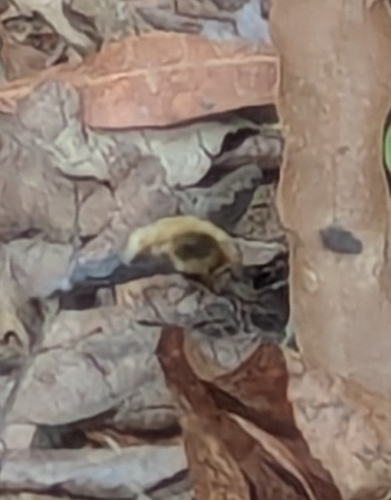 Unknown species found near Browns Summit