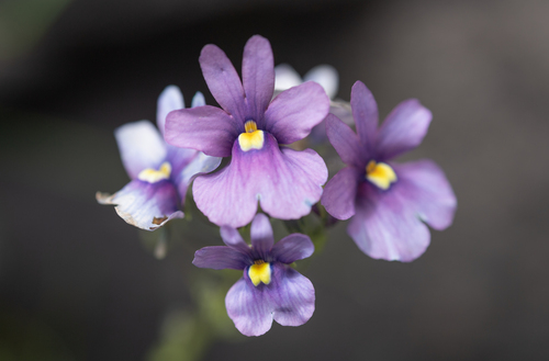 Skyblue Lionface (Nemesia caerulea)