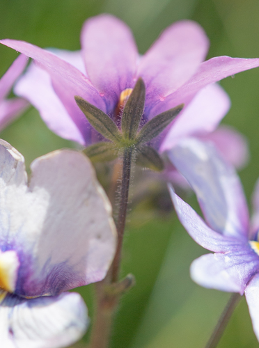 Nemesia caerulea, photograph 2