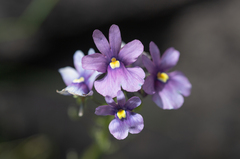(c) Morten Ross, some rights reserved (CC BY) Nemesia caerulea, photograph (c) Morten Ross, some rights reserved (CC BY)