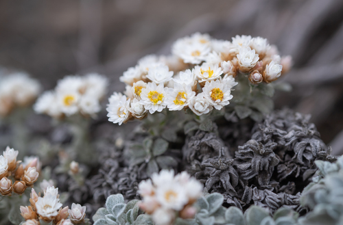 Mollepelle (Helichrysum sutherlandii)