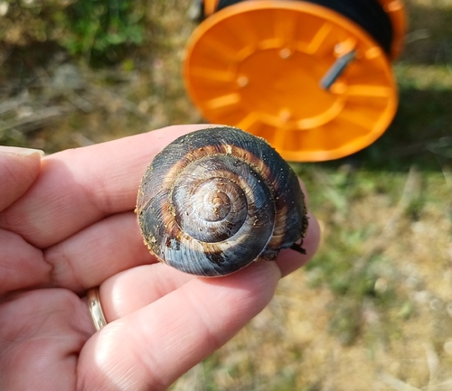 Turkish Snail