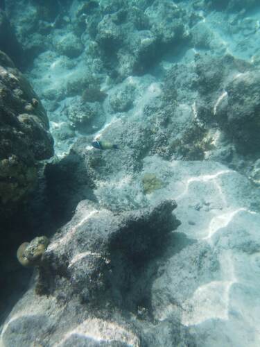 Thalassoma hebraicum